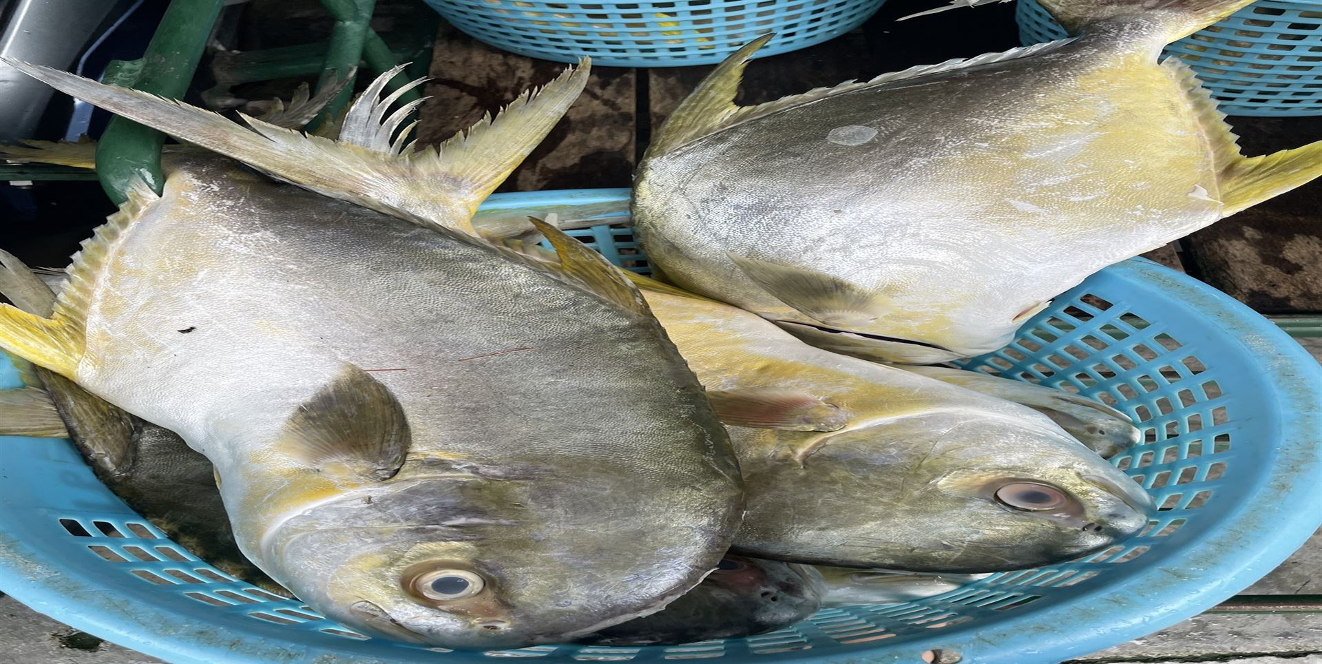 ทดสอบงานประมูลปลา จาระเม็ดทอง