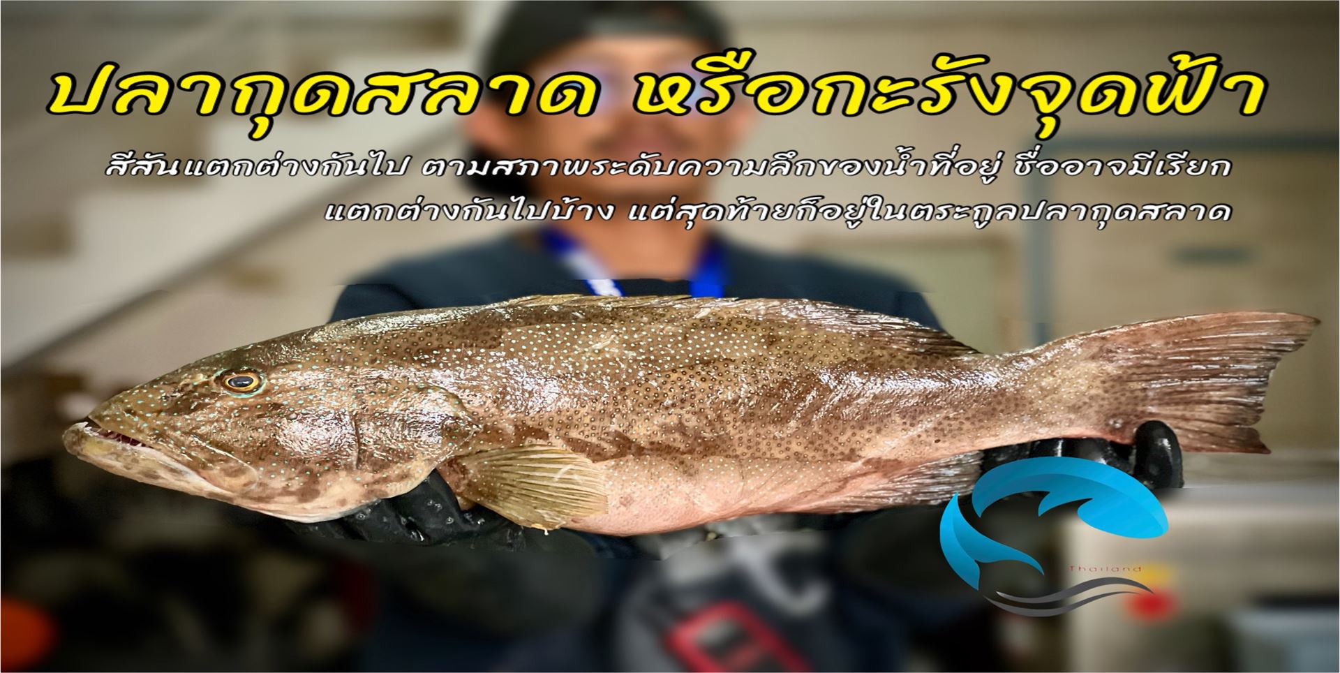 ทดสอบ ปลากุดสลาด ดรายแอจ 4.5 กิโล