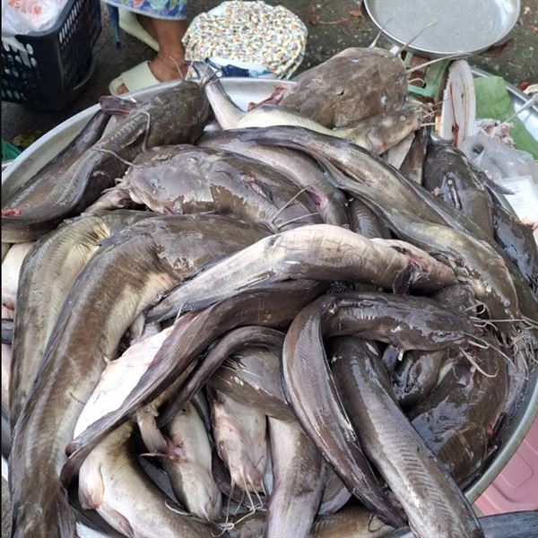 ปลาดุกทะเล
